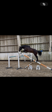 Cheval de 4 ans 