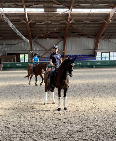 Maître d’école cheval de dressage d’exception 