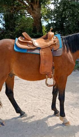 Selle western 