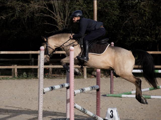 Poney à vendre ou louer