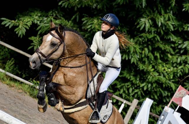 Welsh cob gros potentiel moyens à exploiter