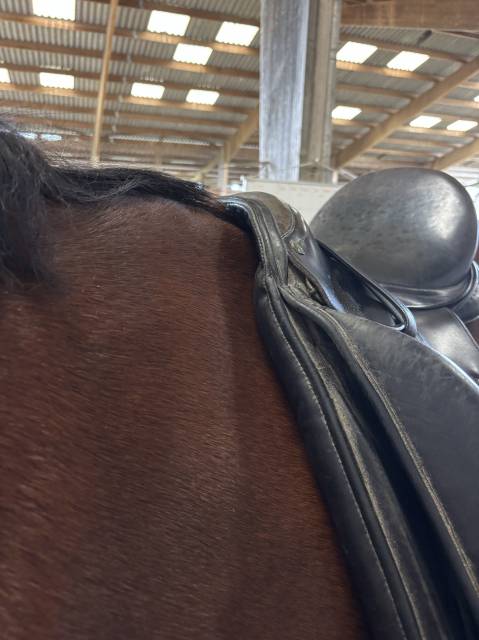 Selle de dressage Majorman