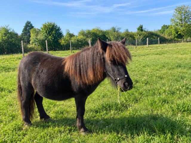 Poney shetland