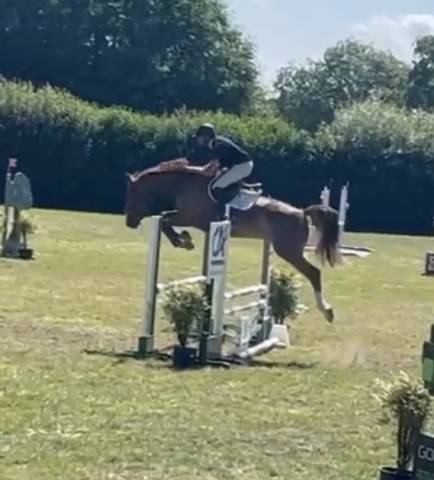 Hongre, 6 ans, cso 