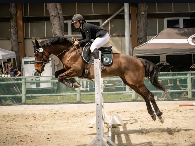 Cheval de sport loisir polyvalent 
