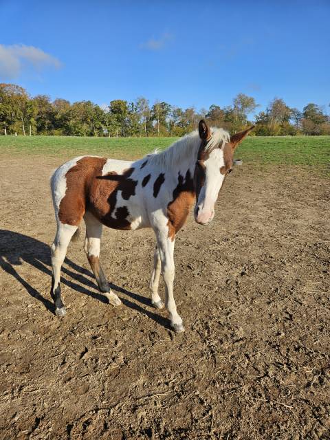 Pouliche pie homozygote