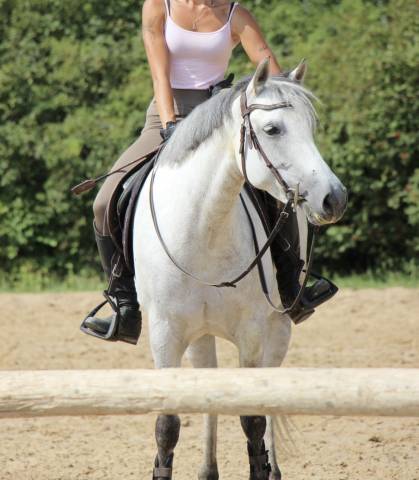 Jument - welsh part bred - 7 ans 