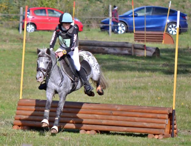 Demi-pension poneys et petits chevaux