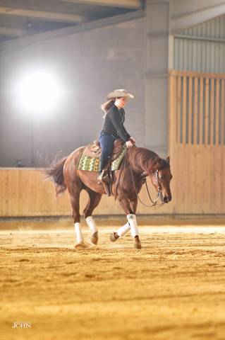 Hongre quarter horse pp