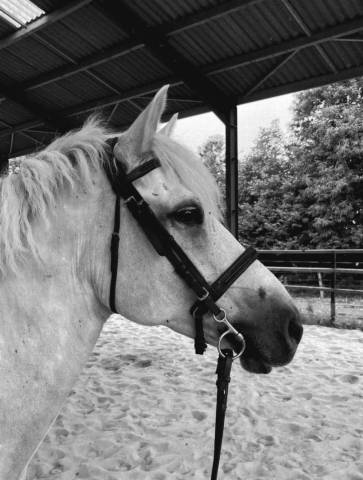 Poney pp co - cce