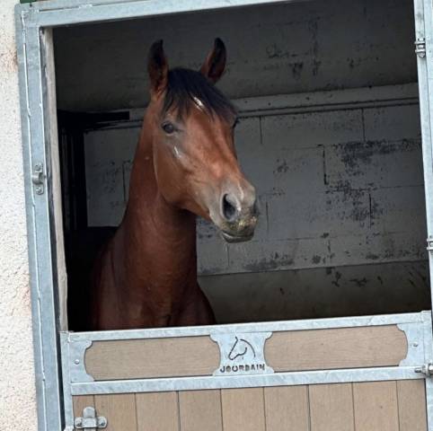 Cheval de sport
