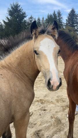 Poulain welsh cob 