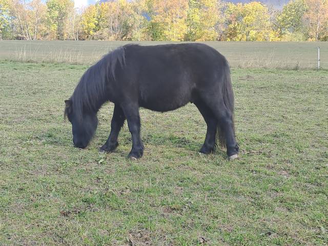 Obiwan des desdiers poney oc