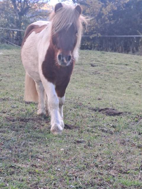 O'malley des desdiers poney oc