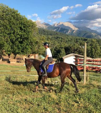 Axlande jument trotteuse