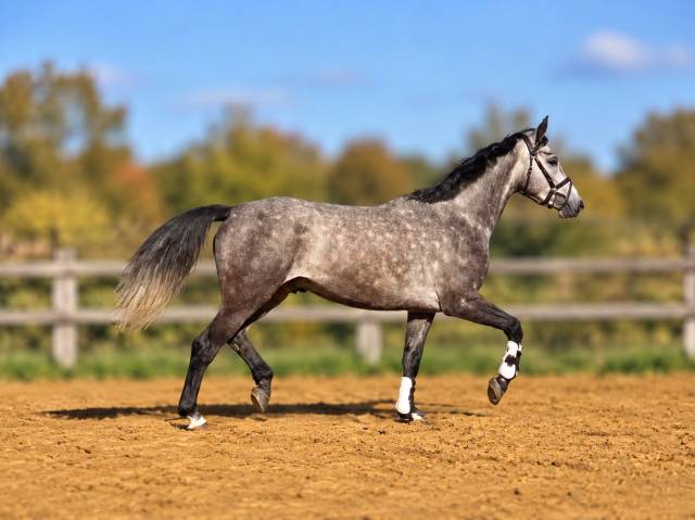 à vendre – magnifique jument grise de 3 ans, avec du ch
