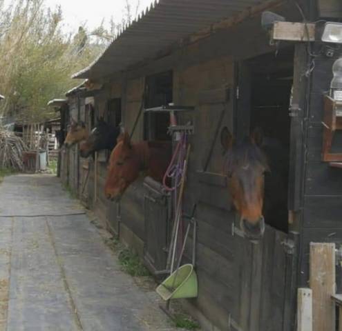 Pension chevaux 