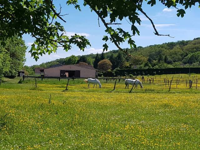 Haras 25 ha bio - ecurie de 40 boxes