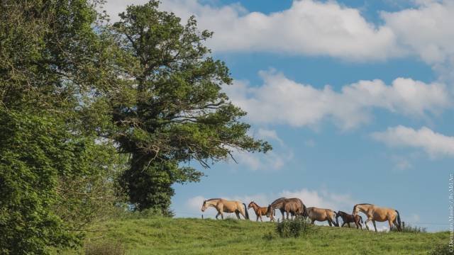 Pension - valorisation chevaux - elevage psl et pre