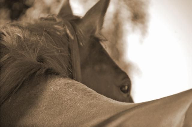 Développement personnel guidé par le cheval