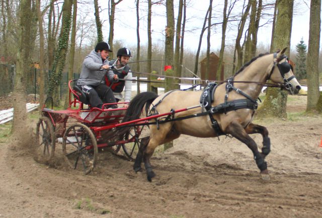 Saillie étalon pfs, isabelle 140 cm.