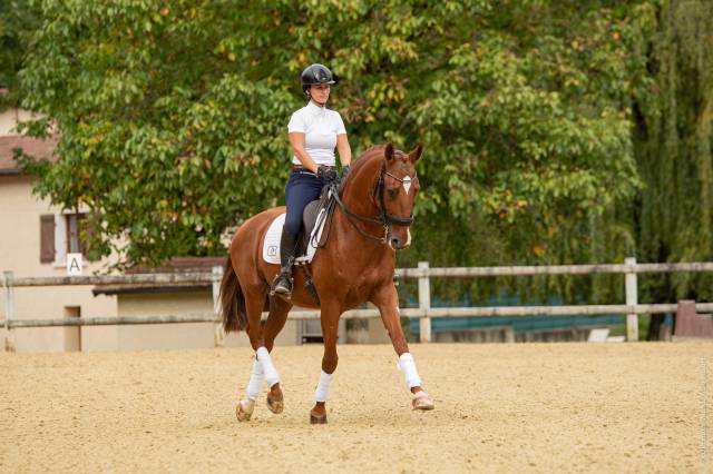SAILLIE EROS  ETALON PUR SANG LUSITANIEN SPORT