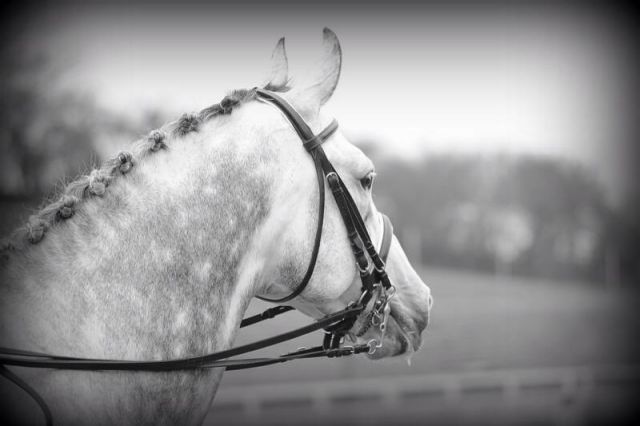 Zimba : zimba 168cm  2004