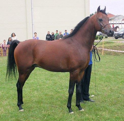 Nigas de nautiac - arabe 2007 par nurek de nautiac