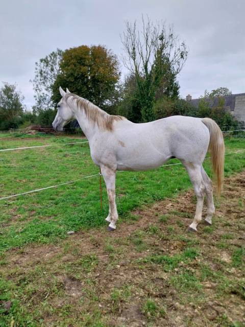 Pension chevaux pré/box en pleine campagne, au calme 