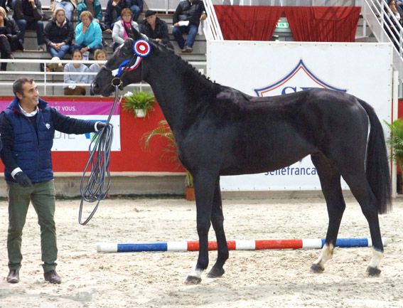 Pensions elevage a l annee sur herbages de qualite