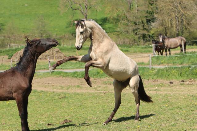 Vends poulains et chevaux pre et psl