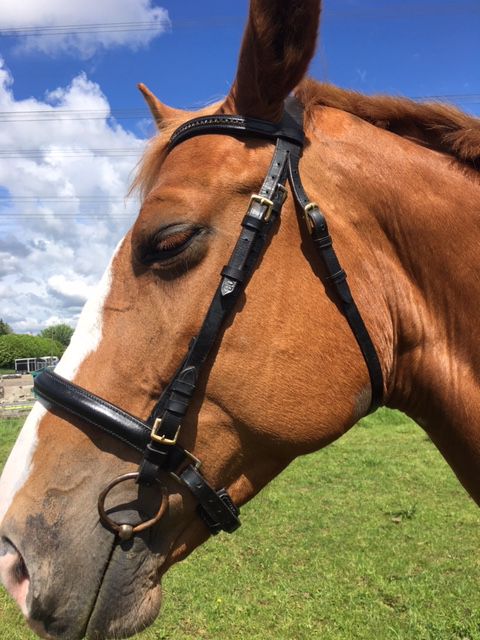 filet noir taille cheval 