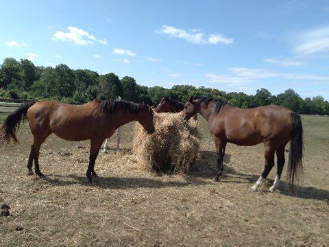Les prairies de jade