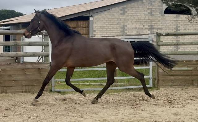 Bel hongre 5 ans