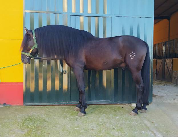 Cv amarantto  - pre pure race espagnole 2016 par cornetín