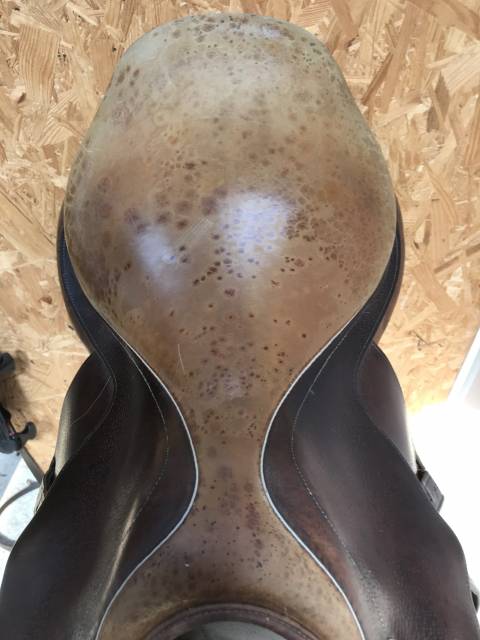 Selle herve godignon 