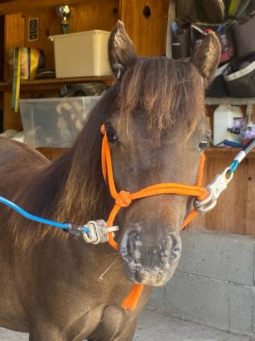 Poney mininature NMPRS entre Falabella et Shetland