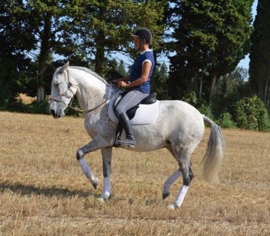 Une équitation partagée avec nos chevaux