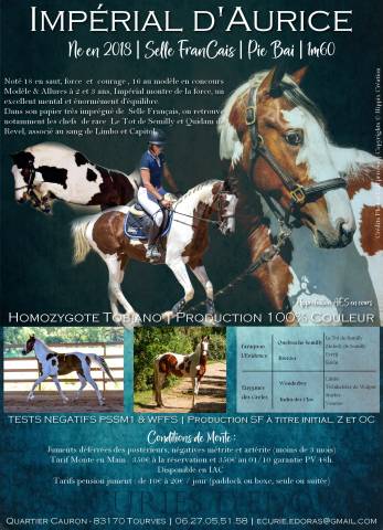 etalon SF homozygote TO/TO EE AA