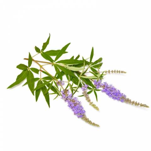 Agnus Castus (Gattilier) 1kg - Horse Remedy