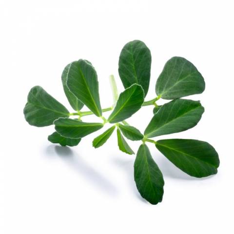 Fenugrec - Horse Remedy