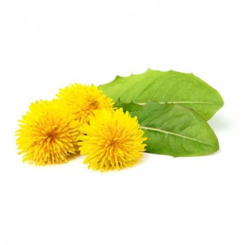 Pissenlit 1kg - horse remedy