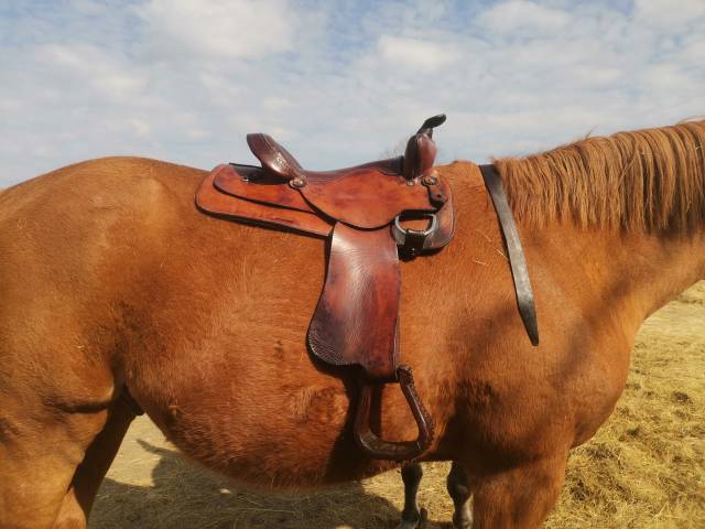 Selle western continental 