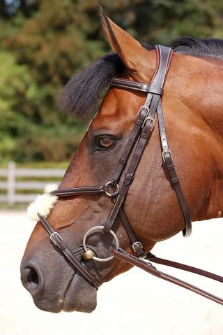 Bridon Dy'on working collection muserolle mexicaine