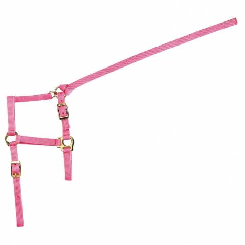 NORTON Licol poulain