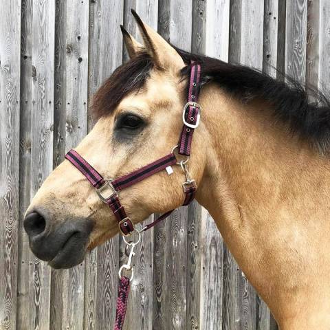 JMR Licol nylon doublé avec longe assortie