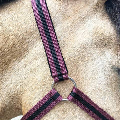 JMR Licol nylon doublé avec longe assortie