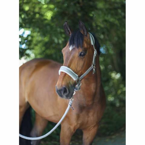 Licol en nylon 2022 - Covalliero