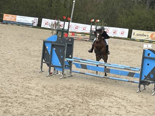 Magnifique 5 ans Irelandaise