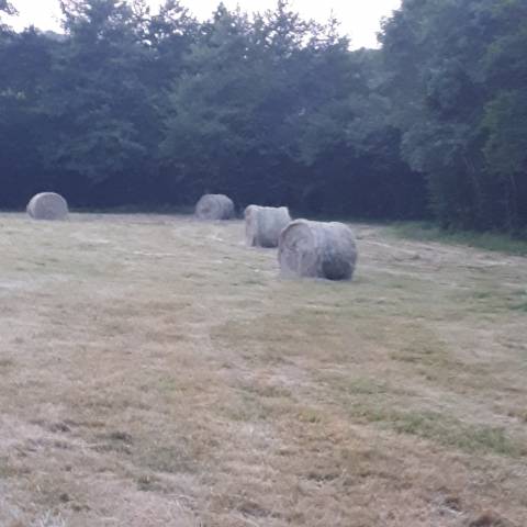 Pension chevaux haute vienne